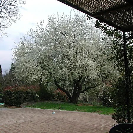 Fonte Del Castagno Sinalunga